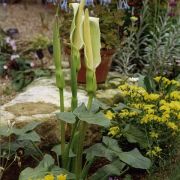 Image of Arum rupicola var. virescens (Stapf) P.C. Boyce.