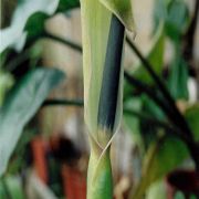 Image of Arum rupicola var. virescens (Stapf) P.C. Boyce.