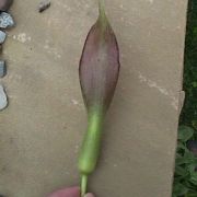 Image of Arum sintenisii  (Engl.) P.C. Boyce.