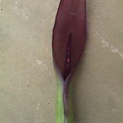 Image of Arum sintenisii  (Engl.) P.C. Boyce.