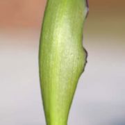 Image of Arum sintenisii  (Engl.) P.C. Boyce.