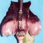 Image of Biarum pyrami  .
