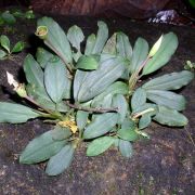 Image of Bucephalandra motleyana  Schott.