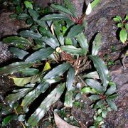 Image of Bucephalandra motleyana  Schott.