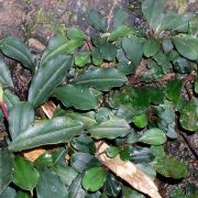 Image of Bucephalandra motleyana  Schott.