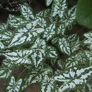 Image of Caladium humboldtii  (Raf.) Schott.