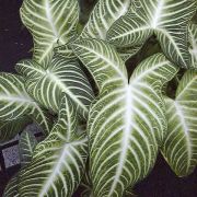 Image of Caladium lindenii  (Andr?) Madison.