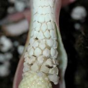 Image of Caladium sp.nov.  .