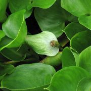 Image of Calla palustris  L..