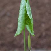 Image of Carlephyton madagascariense  Jum..