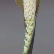 Image of Carlephyton madagascariense  Jum..