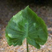 Image of Carlephyton madagascariense  Jum..