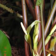 Image of Chlorospatha portillae  Croat & L.P. Hannon.