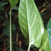 Image of Chlorospatha portillae  Croat & L.P. Hannon.