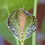 Image of Colletogyne perrieri  S. Buchet.