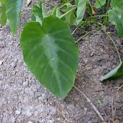 Image of Colocasia fallax  Schott.
