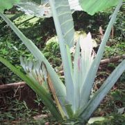 Image of Colocasia gigantea  (Blume) Hook. f..