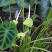 Image of Colocasia heterochroma  H. Li & Z.X. Wei.