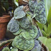 Image of Culcasia rotundifolia  Bogner.