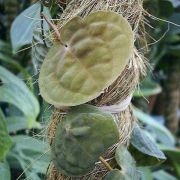 Image of Culcasia rotundifolia  Bogner.