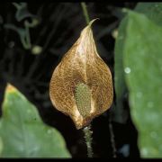 Image of Cyrtosperma carrii  A. Hay.