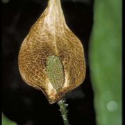 Image of Cyrtosperma carrii  A. Hay.