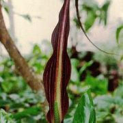 Image of Cyrtosperma cuspidispathum  Alderw..