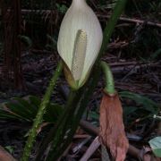 Image of Cyrtosperma ferox  N.E.Br..