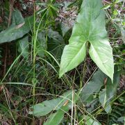 Image of Cyrtosperma ferox  N.E.Br..