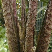 Image of Cyrtosperma johnstonii  N.E. Br..