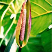 Image of Cyrtosperma merkusii  (Hassk.) Schott.