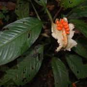 Image of Dieffenbachia killipii  Croat.