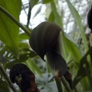 Image of Dracontioides desciscens  (Schott) Engl..