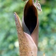 Image of Dracontium amazonense  G. Zhu.