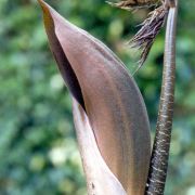 Image of Dracontium amazonense  G. Zhu.