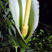 Image of Dracunculus canariensis  Kunth.