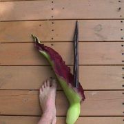 Image of Dracunculus vulgaris  Schott.