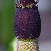 Image of Dracunculus vulgaris  Schott.