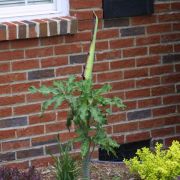 Image of Dracunculus vulgaris  Schott.