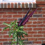 Image of Dracunculus vulgaris  Schott.