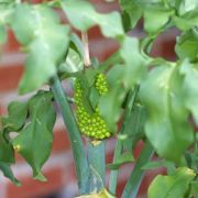 Image of Dracunculus vulgaris  Schott.