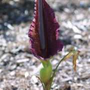 Image of Dracunculus vulgaris  Schott.