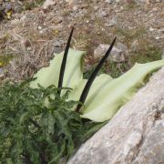 Image of Dracunculus vulgaris  Schott.