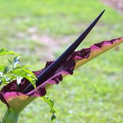 Image of Dracunculus vulgaris  Schott.