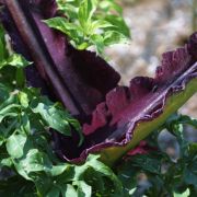 Image of Dracunculus vulgaris  Schott.