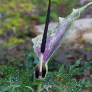 Image of Dracunculus vulgaris  Schott.