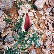 Image of Dracunculus vulgaris  Schott.