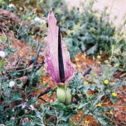 Image of Dracunculus vulgaris  Schott.