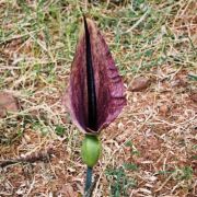 Image of Dracunculus vulgaris  Schott.