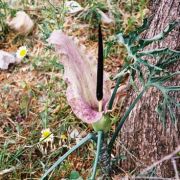 Image of Dracunculus vulgaris  Schott.